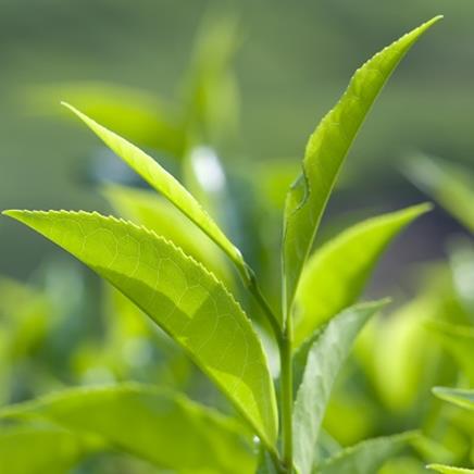 Natural active Green Tea